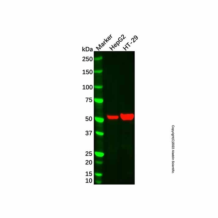ALDH1A1 Mouse mAb - by Aladdin Scientific