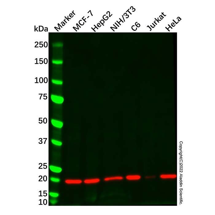 Cyclophilin B Mouse mAb - by Aladdin Scientific