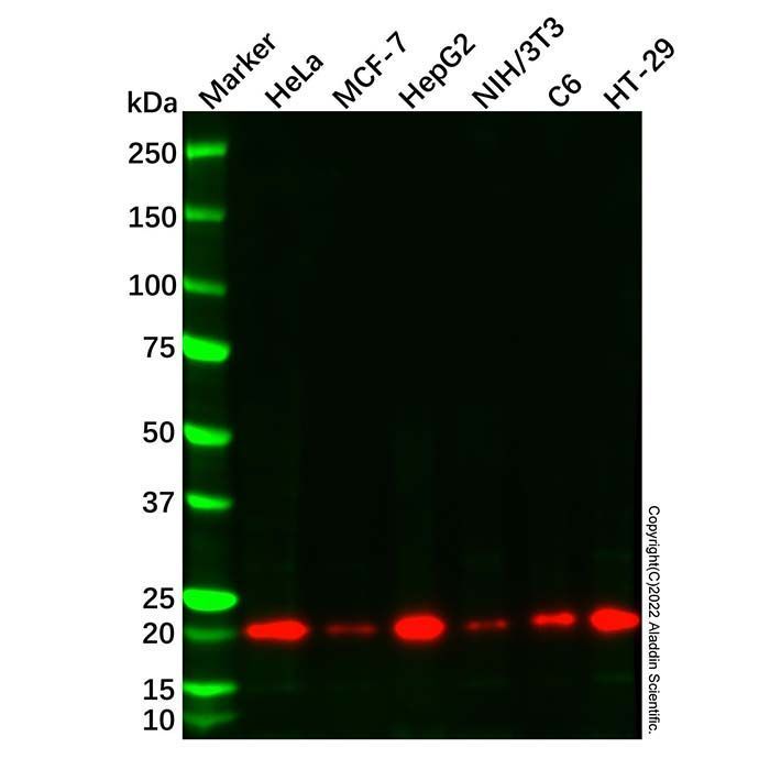 Cyclophilin B Mouse mAb - by Aladdin Scientific