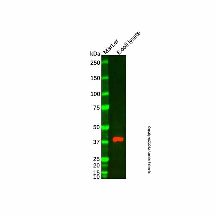 MBP Tag Mouse mAb -    by Aladdin Scientific