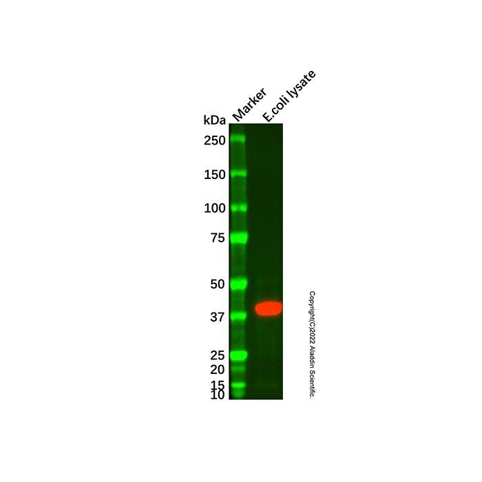 MBP Tag Mouse mAb - by Aladdin Scientific