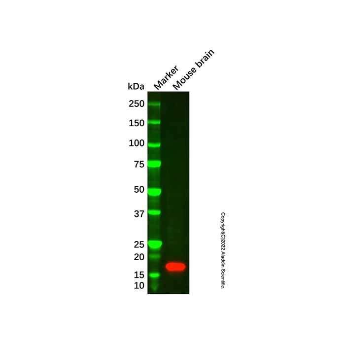 Alpha-synuclein Mouse mAb - by Aladdin Scientific