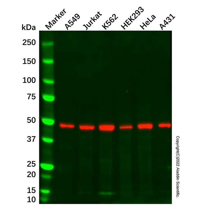 Smad3 Mouse mAb -    by Aladdin Scientific