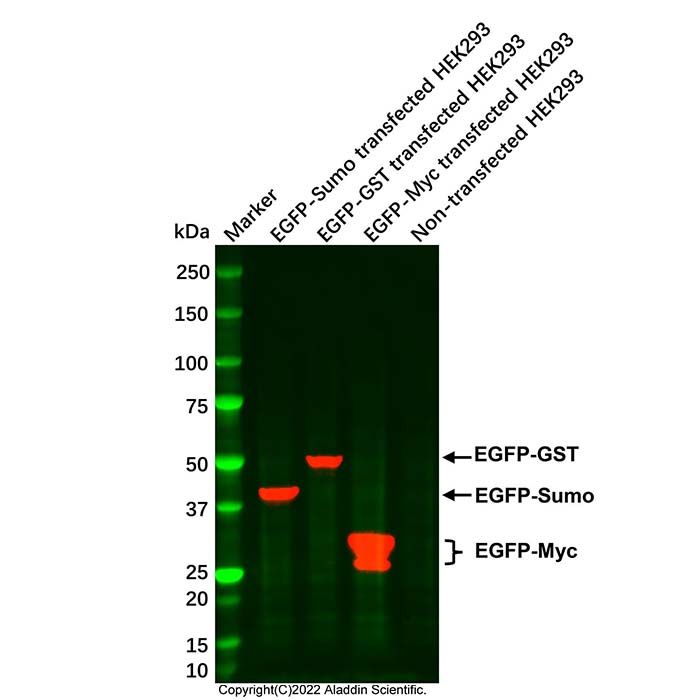 GFP/EGFP Mouse mAb -    by Aladdin Scientific
