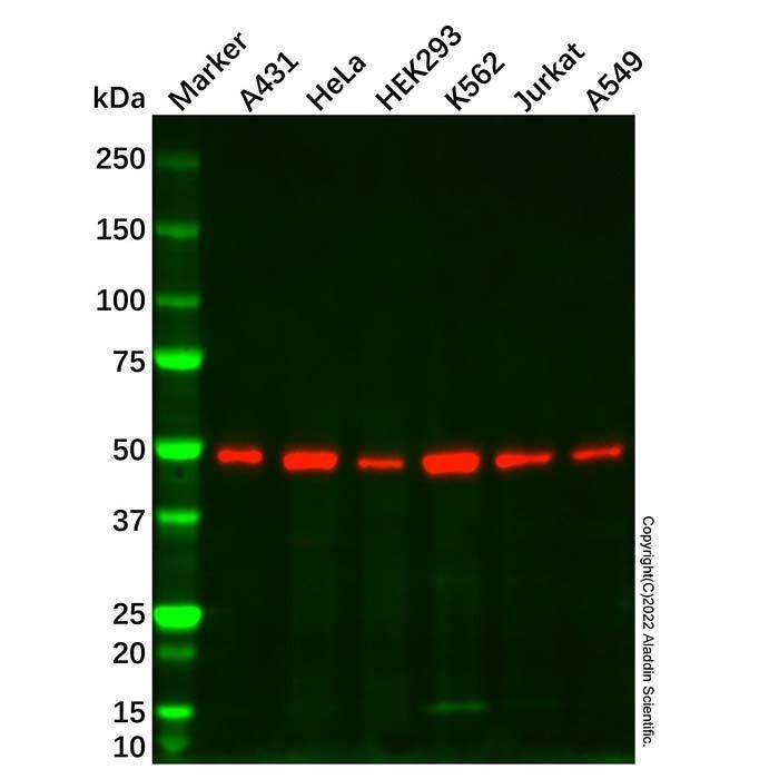 Smad3 Mouse mAb -    by Aladdin Scientific