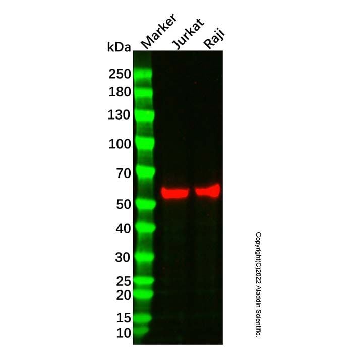 Beclin 1 Mouse mAb -    by Aladdin Scientific