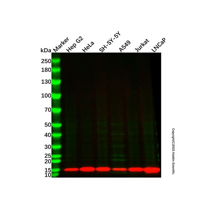 Cytochrome c Mouse mAb -    by Aladdin Scientific