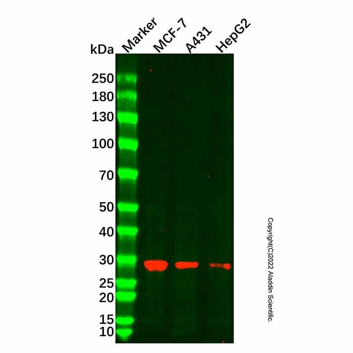 Cathepsin D Mouse mAb -    by Aladdin Scientific