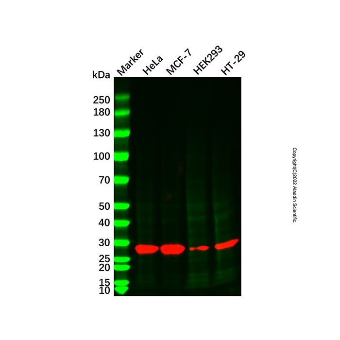 14-3-3 beta/alpha Mouse mAb -    by Aladdin Scientific