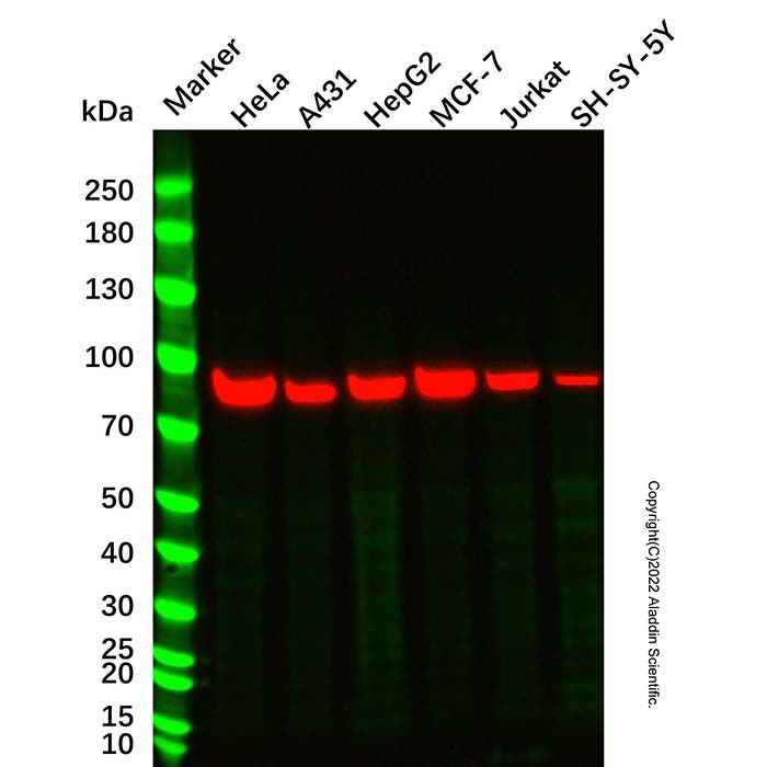 Calnexin Mouse mAb -    by Aladdin Scientific