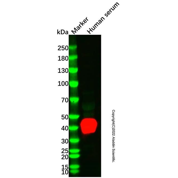 Haptoglobin Mouse mAb -    by Aladdin Scientific