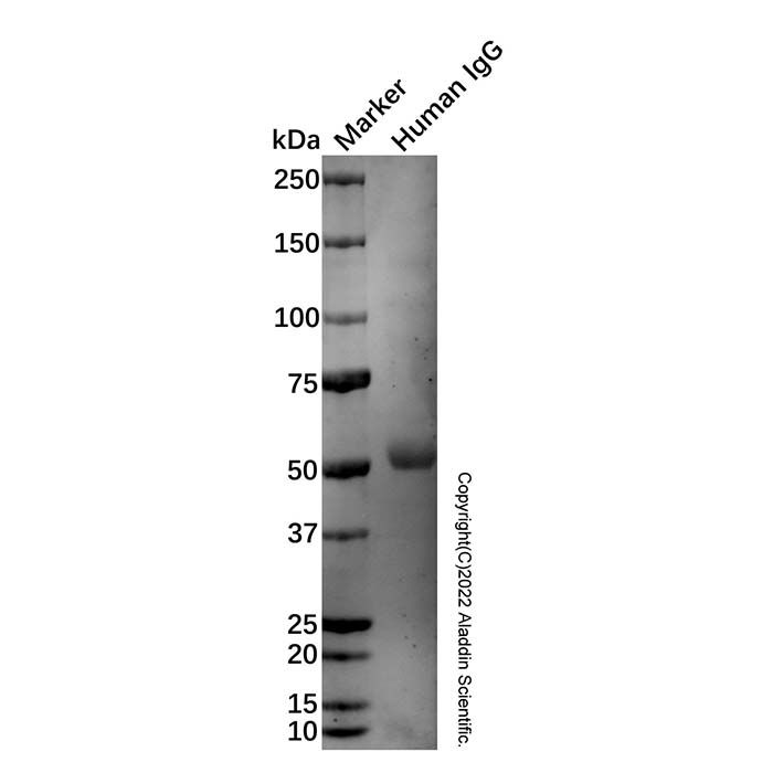 Goat Anti-Human IgG Fc (Alkaline Phosphatase) -    by Aladdin Scientific