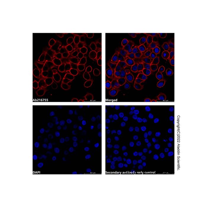 Goat Anti-Human IgG Fc (AF594) -    by Aladdin Scientific