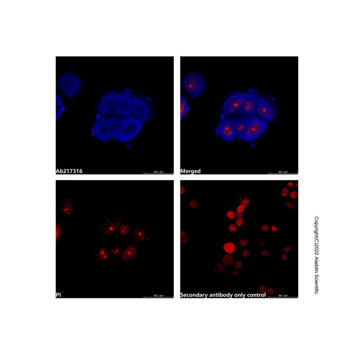 Goat Anti-Mouse IgG H&L (Pacific Blue) -    by Aladdin Scientific