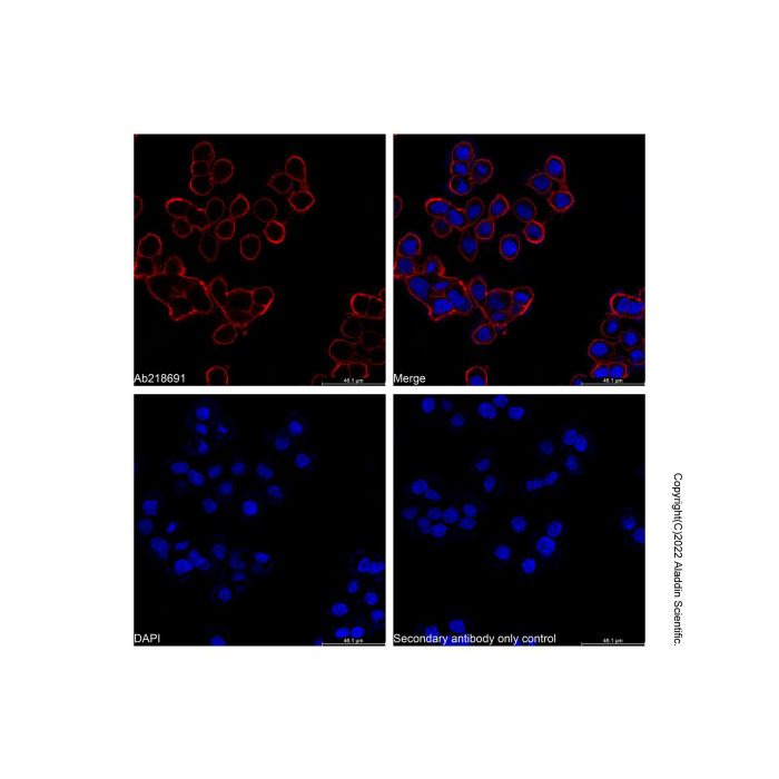 Goat Anti-Mouse IgG H&L (Cy3) (Ready to use) -    by Aladdin Scientific