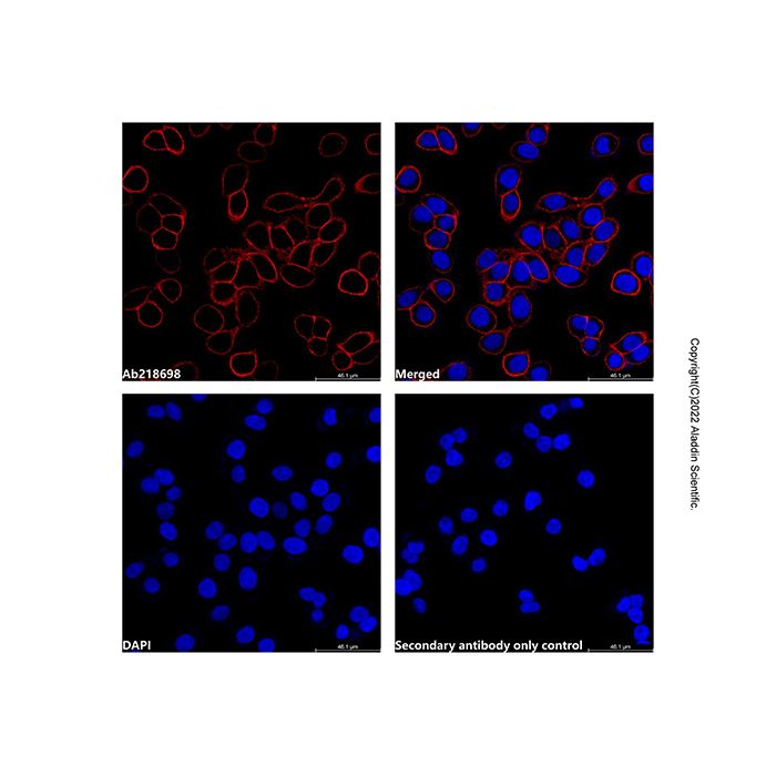 Goat Anti-Rabbit IgG H&L (Cy3) (Ready to use) -    by Aladdin Scientific