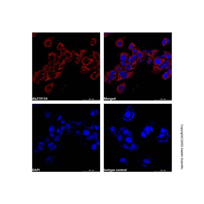 Hsp60 Mouse mAb (AF700) -    by Aladdin Scientific