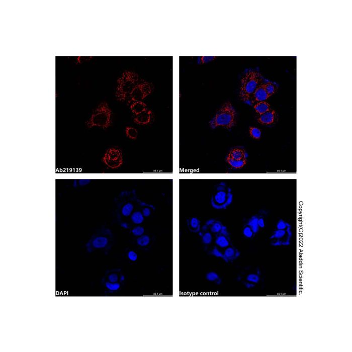 Hsp60 Mouse mAb (AF750) -    by Aladdin Scientific