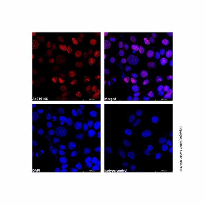 PCNA Mouse mAb (AF647) -    by Aladdin Scientific