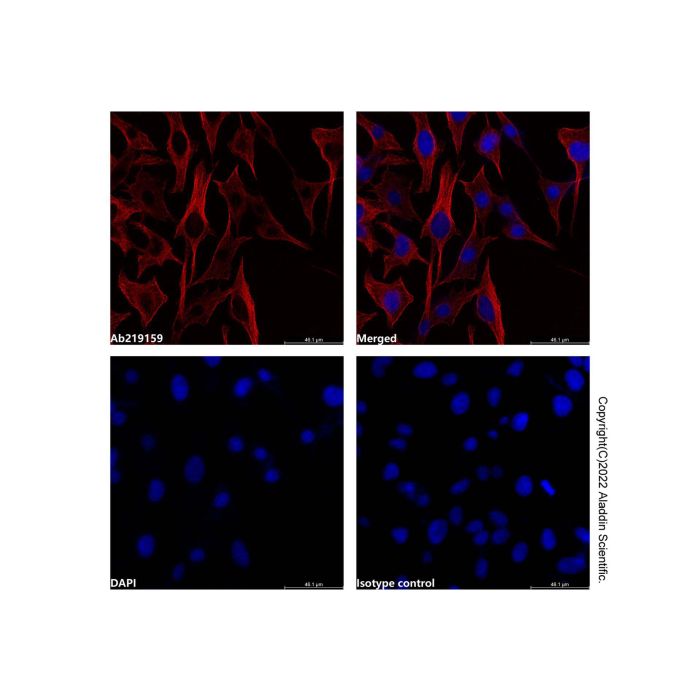 alpha Tubulin Mouse mAb (Biotin) -    by Aladdin Scientific