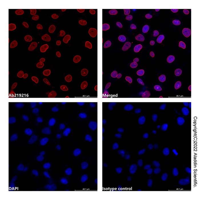 Lamin A/C Mouse mAb (AF555) -    by Aladdin Scientific