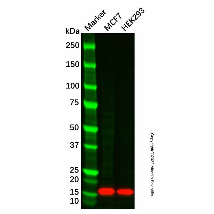 COX IV Mouse mAb (HRP) -    by Aladdin Scientific