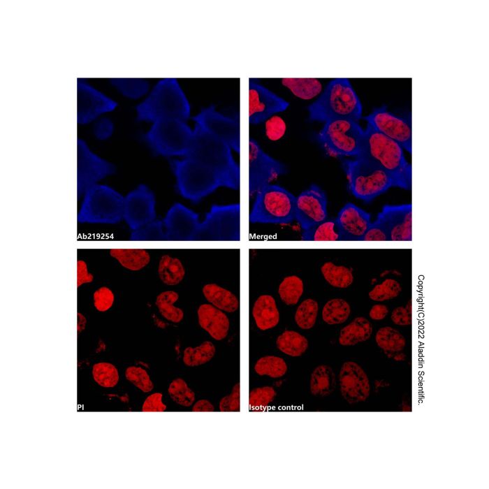 GAPDH Mouse mAb (AF405) -    by Aladdin Scientific