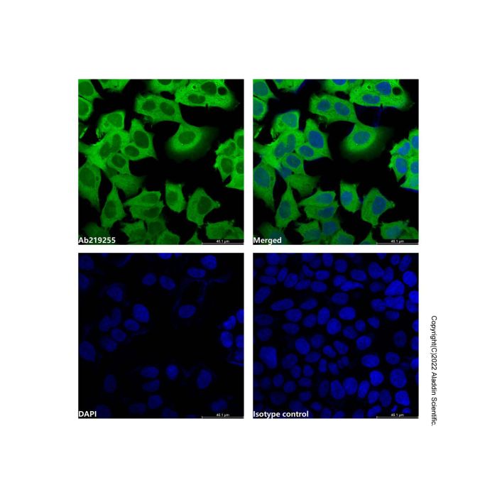GAPDH Mouse mAb (AF488) -    by Aladdin Scientific