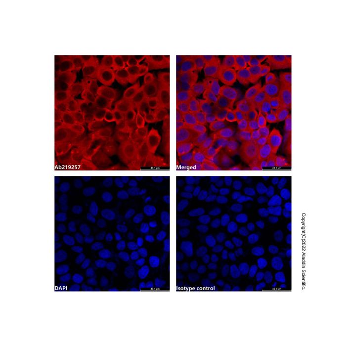 GAPDH Mouse mAb (AF555) -    by Aladdin Scientific