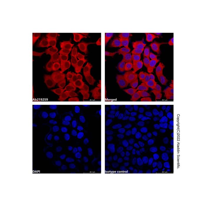 GAPDH Mouse mAb (AF647) -    by Aladdin Scientific