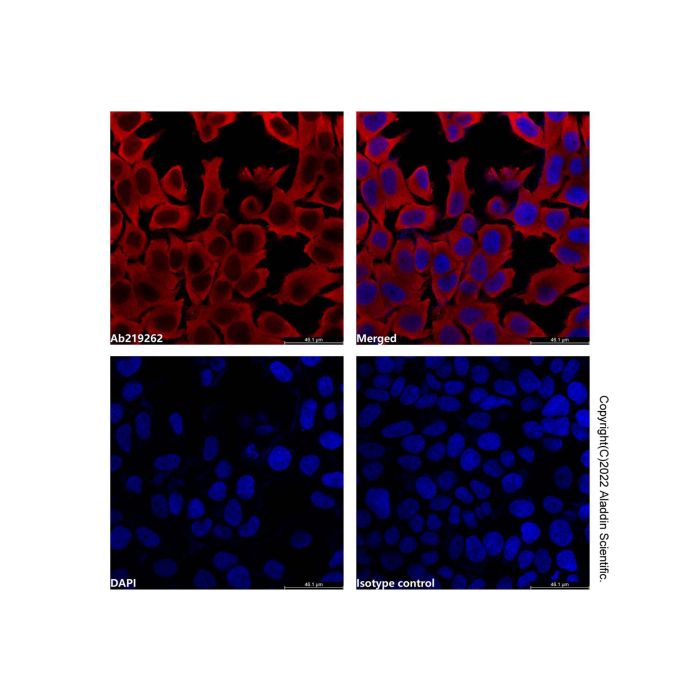 GAPDH Mouse mAb (AF700) -    by Aladdin Scientific