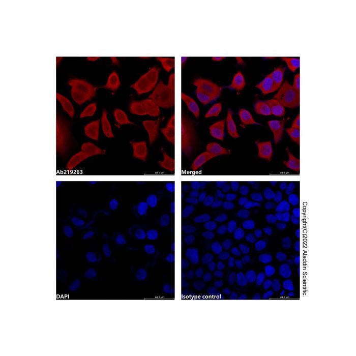 GAPDH Mouse mAb (AF750) -    by Aladdin Scientific