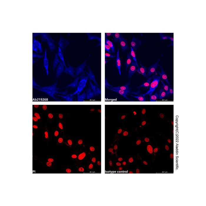 Hsp60 Mouse mAb (AF405) -    by Aladdin Scientific