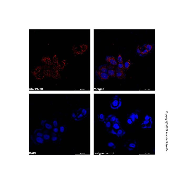 Hsp60 Mouse mAb (AF555) -    by Aladdin Scientific