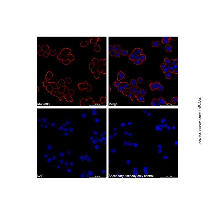 Goat Anti-Mouse IgG H&L (TRITC) (Ready to use) -    by Aladdin Scientific