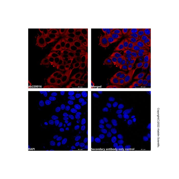 Goat Anti-Mouse IgG H&L (AF594) (Ready to use)  -    by Aladdin Scientific