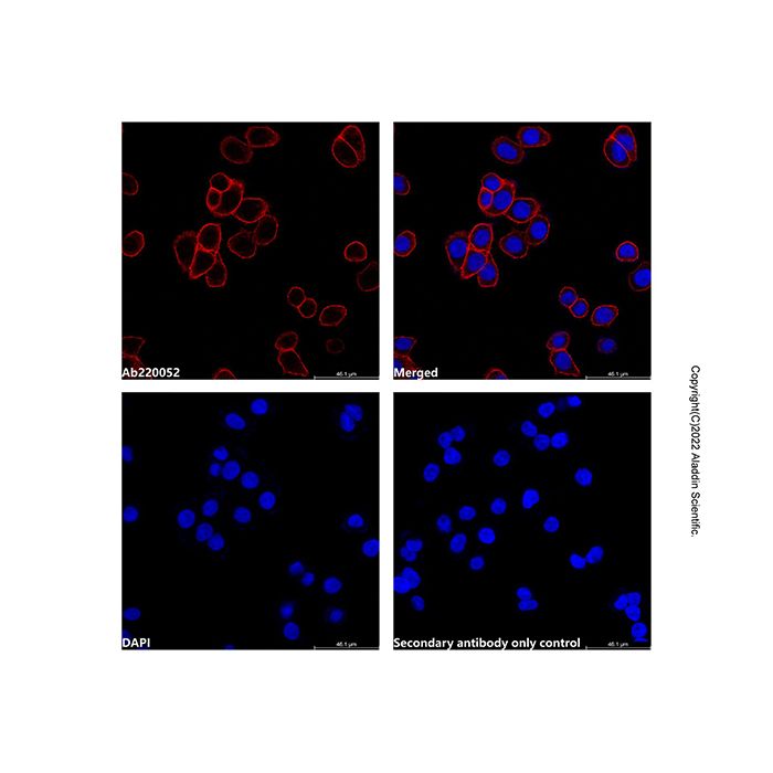 Goat Anti-Rabbit IgG H&L (TRITC) (Ready to use) -    by Aladdin Scientific