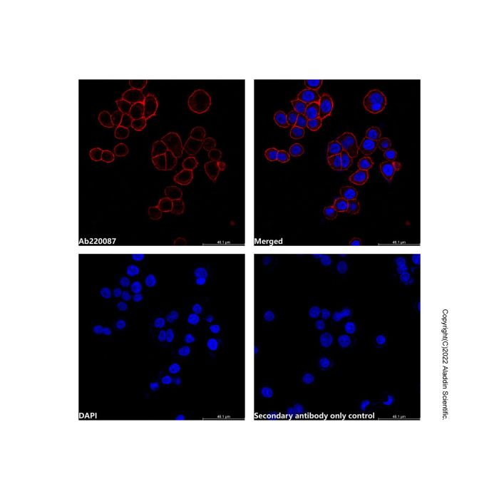 Goat Anti-Human IgG (Cy5) (Ready to use) -    by Aladdin Scientific