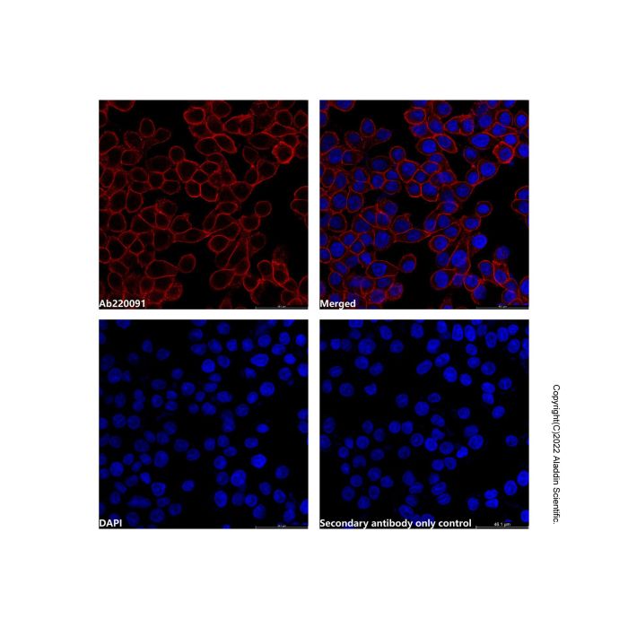 Goat Anti-Human IgG (TRITC) (Ready to use) -    by Aladdin Scientific