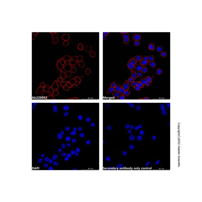 Goat Anti-Human IgG (APC) (Ready to use) -    by Aladdin Scientific