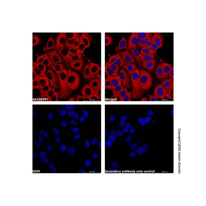 Goat Anti-Mouse IgG H&L (LumiDye™ Red 690) -    by Aladdin Scientific