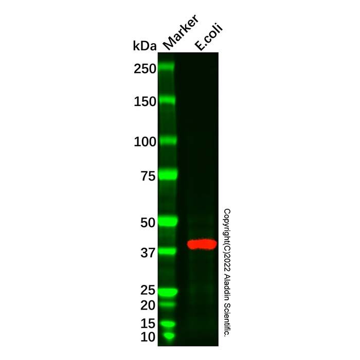 MBP Tag Mouse mAb (HRP) -    by Aladdin Scientific