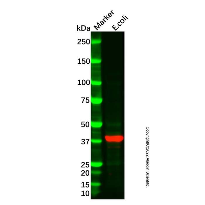 MBP Tag Mouse mAb (Biotin) -    by Aladdin Scientific