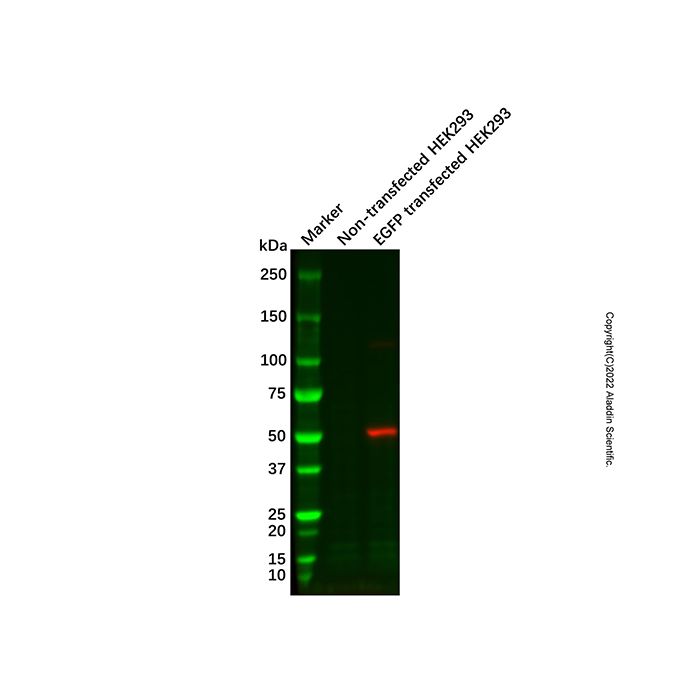 GFP/EGFP Mouse mAb (Biotin) -    by Aladdin Scientific