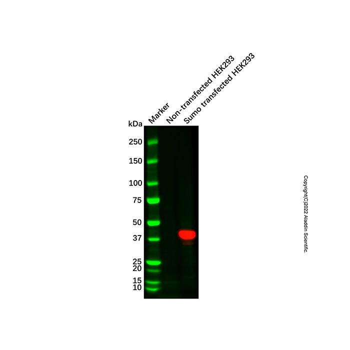 Sumo tag Mouse mAb (HRP) -    by Aladdin Scientific