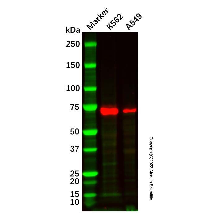 Hsp70 Mouse mAb (Biotin) -    by Aladdin Scientific