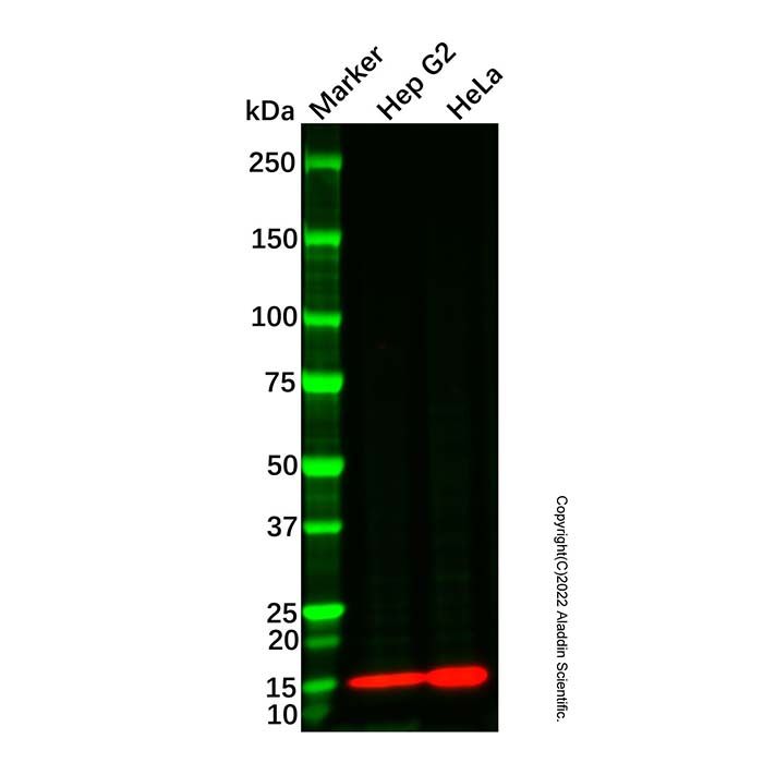 Profilin 1 Mouse mAb (HRP) -    by Aladdin Scientific