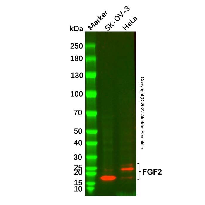 FGF2 Mouse mAb -    by Aladdin Scientific