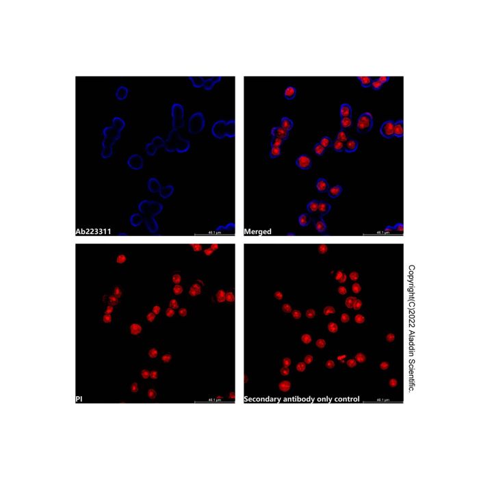 Goat Anti-Rabbit IgG H&L (AF405) -    by Aladdin Scientific