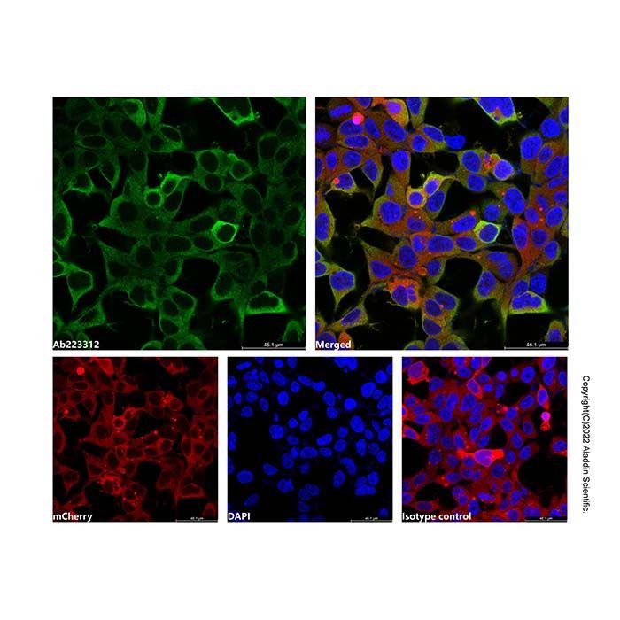 Goat Anti-Rabbit IgG H&L (AF488) -    by Aladdin Scientific